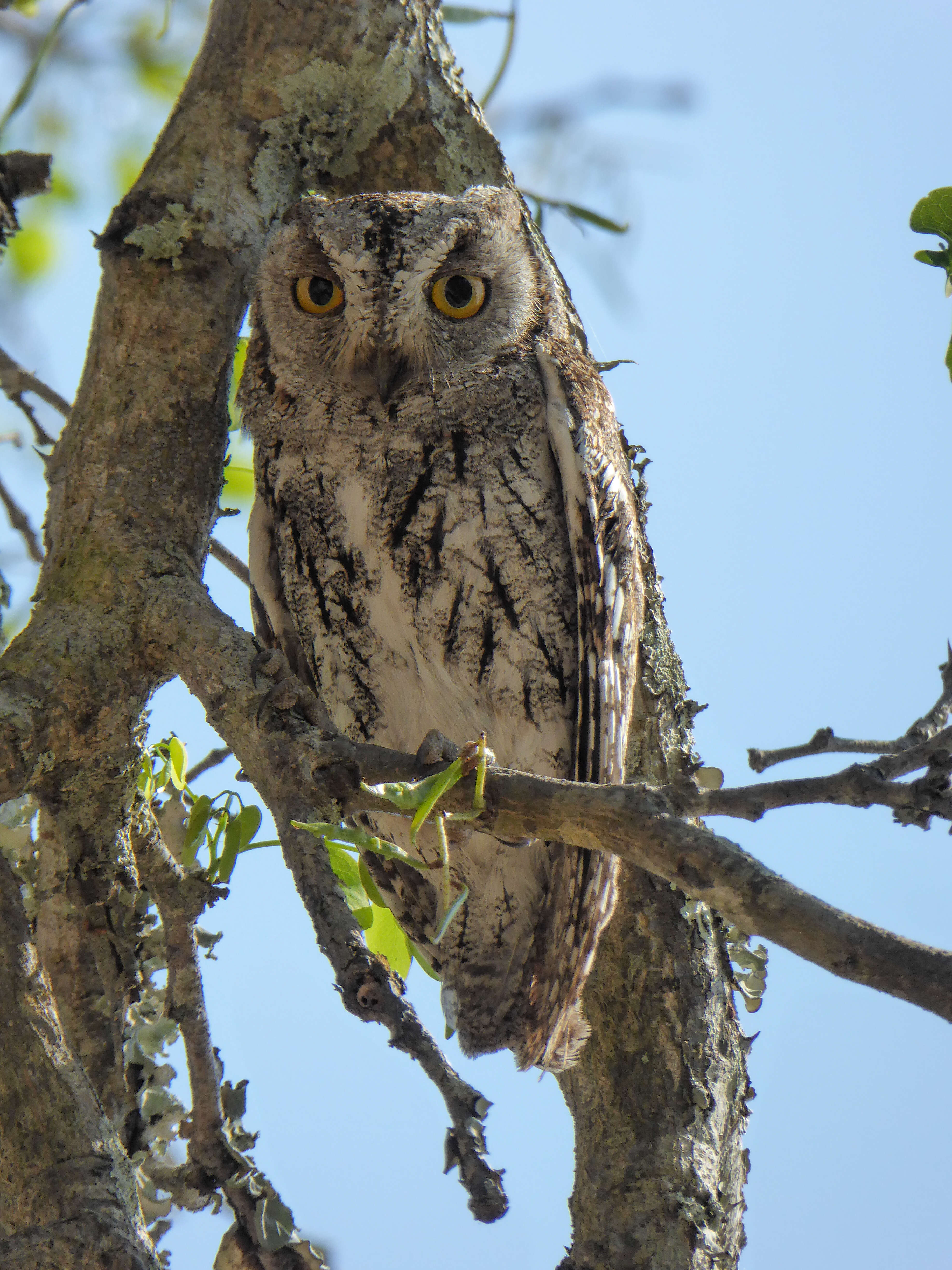 Image of African Scops Owl