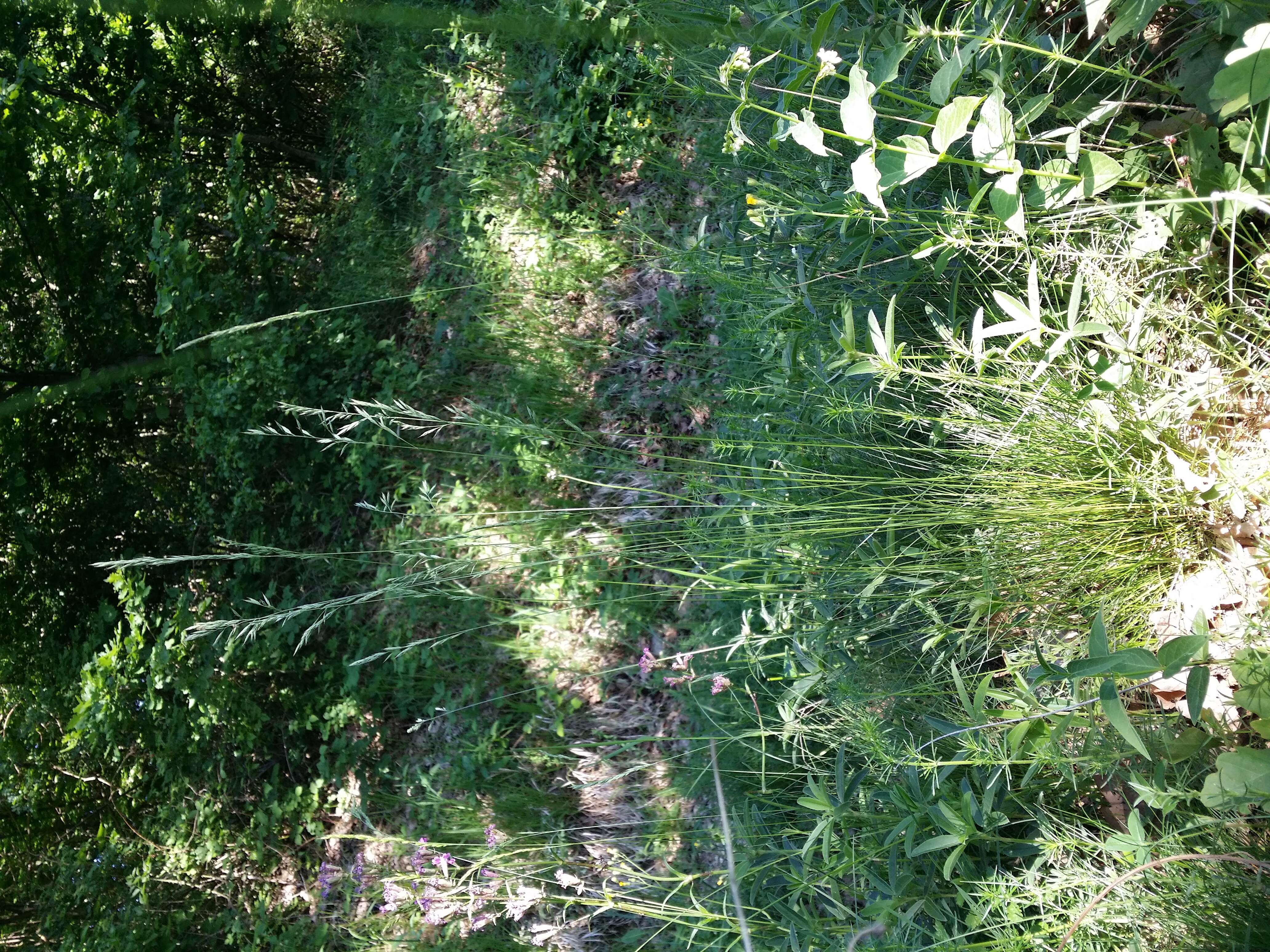 Image of Festuca rupicola Heuff.