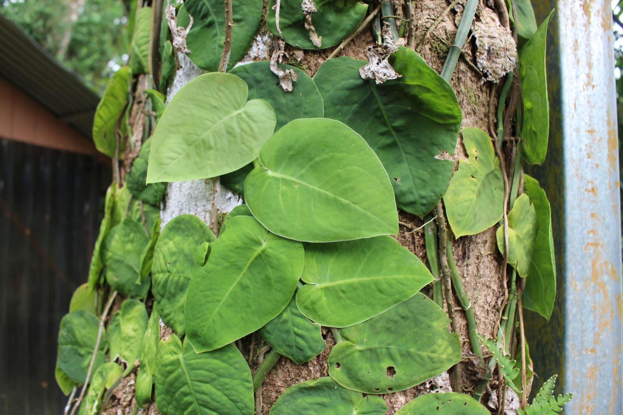 Image of Monstera dubia (Kunth) Engl. & K. Krause