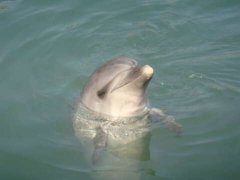 Image of Black Sea bottlenose dolphin