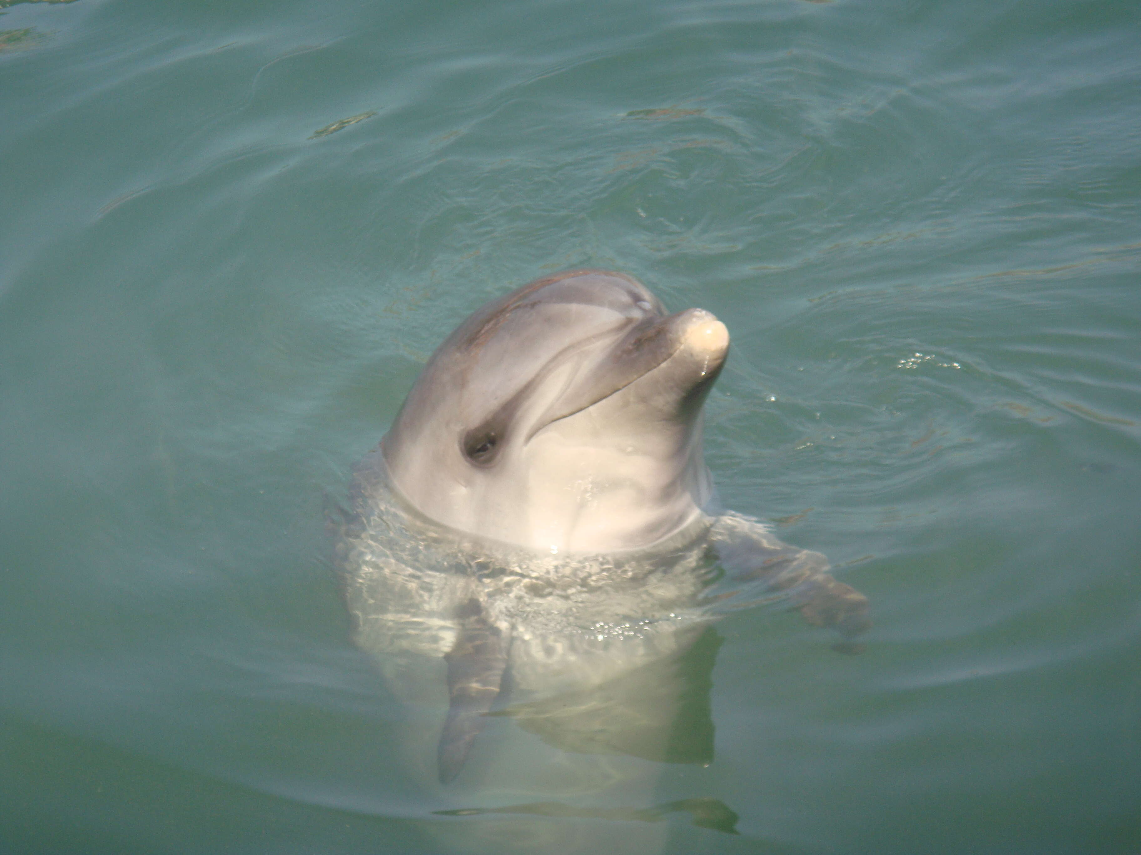 Imagem de Tursiops truncatus ponticus Barabash-Nikiforov 1940