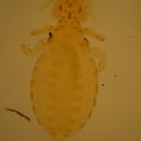 Image of Lice