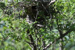 Image of Auriparus Baird & SF 1864