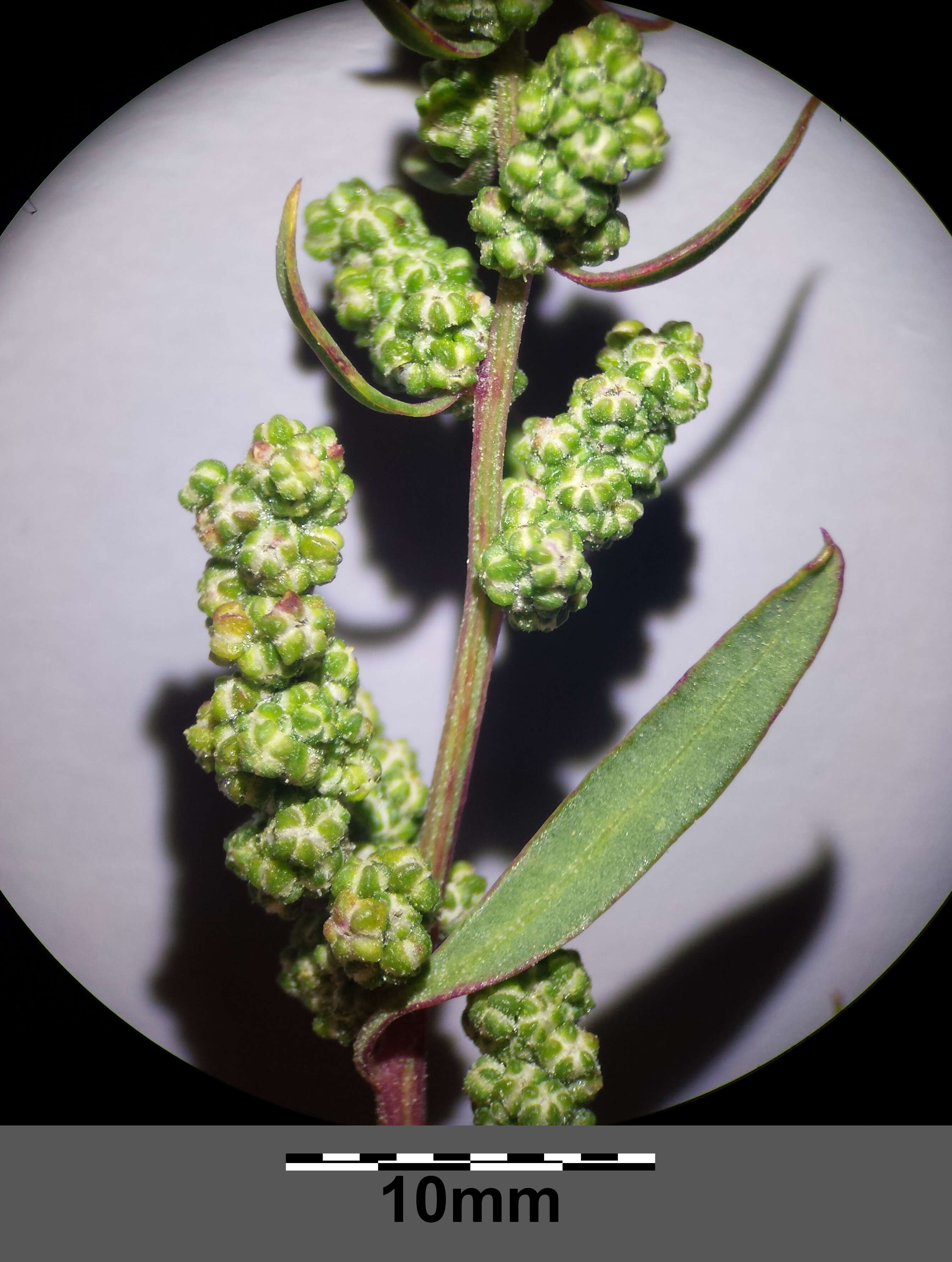 Plancia ëd Chenopodium strictum Roth