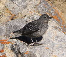 Image of Brown Dipper