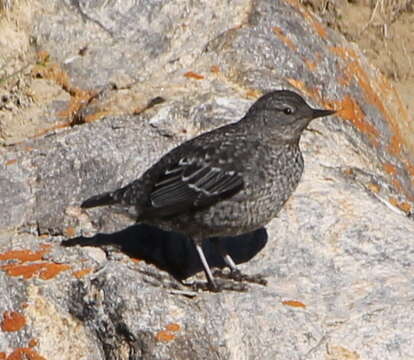 Image of Brown Dipper