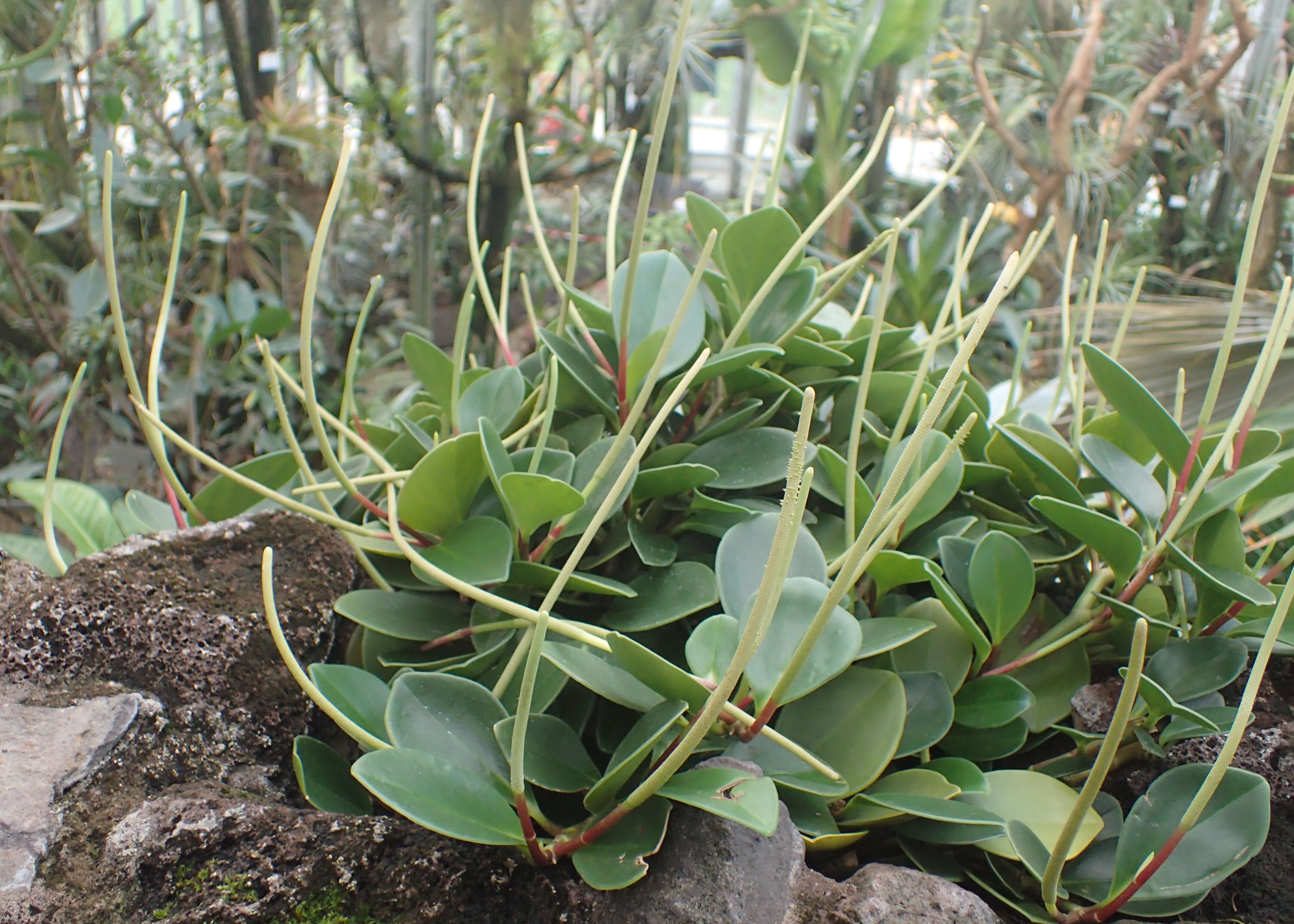 Image of spoonleaf peperomia