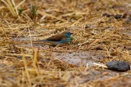 Image of Red-checked Cordon-bleu