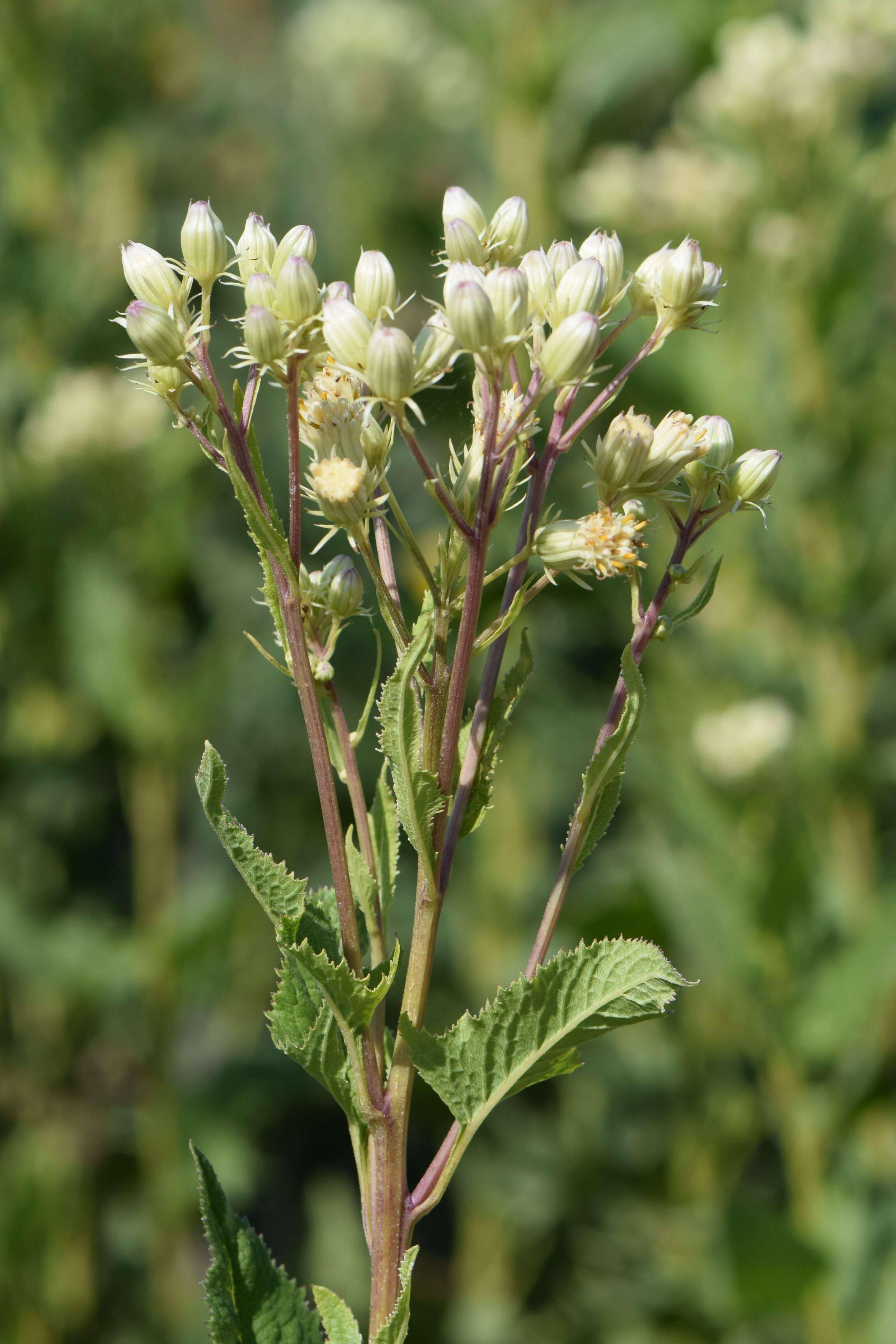 Image of false Indian plantain