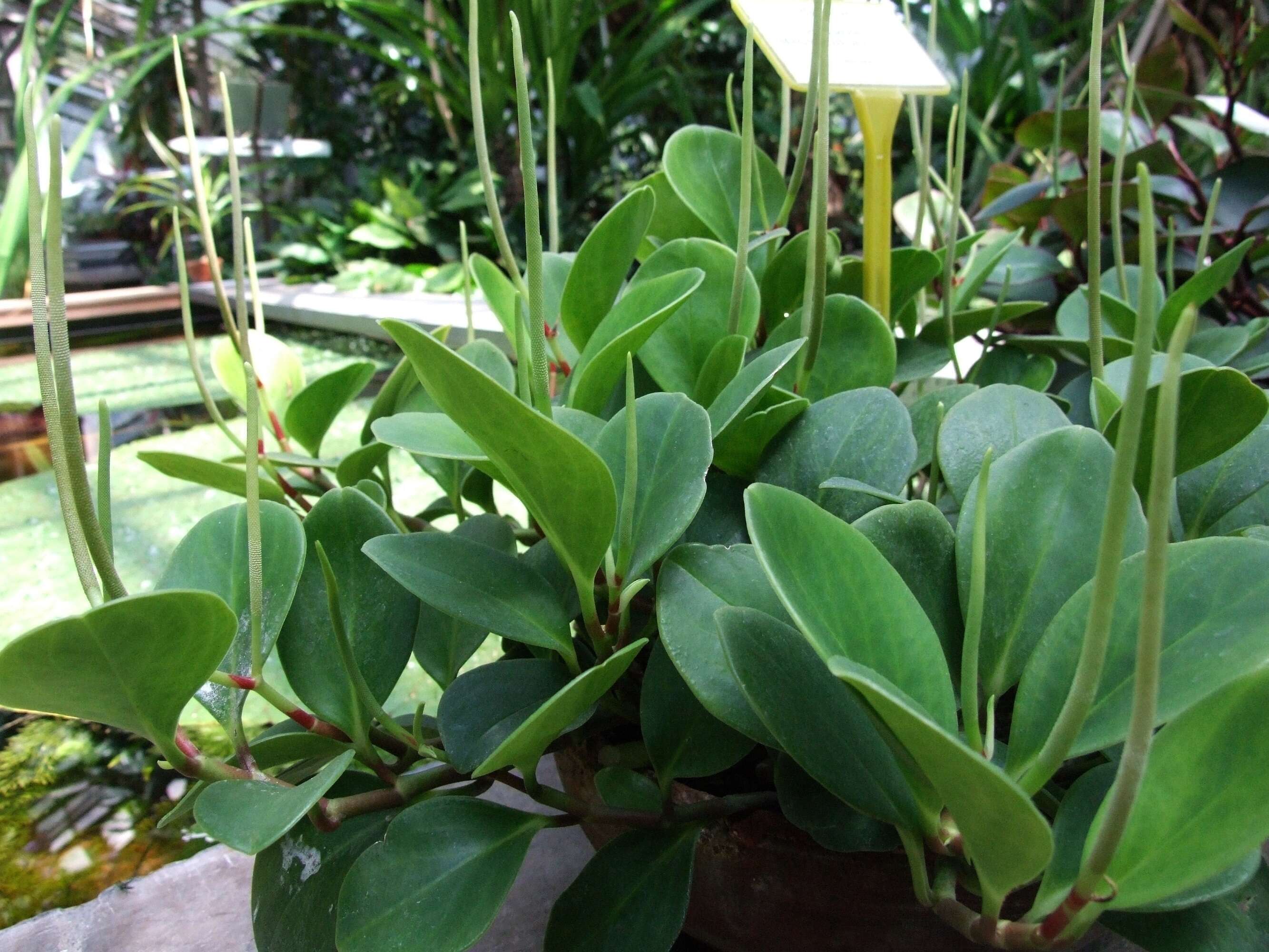 Image of spoonleaf peperomia