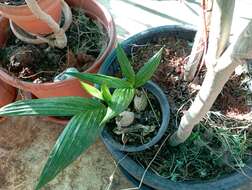 Image of Betel Nut Palms