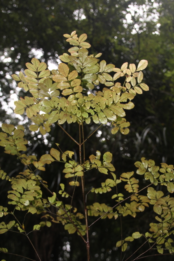 Image of Ackama rosifolia A. Cunn.