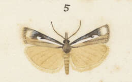 Image of Orocrambus vulgaris Butler 1877