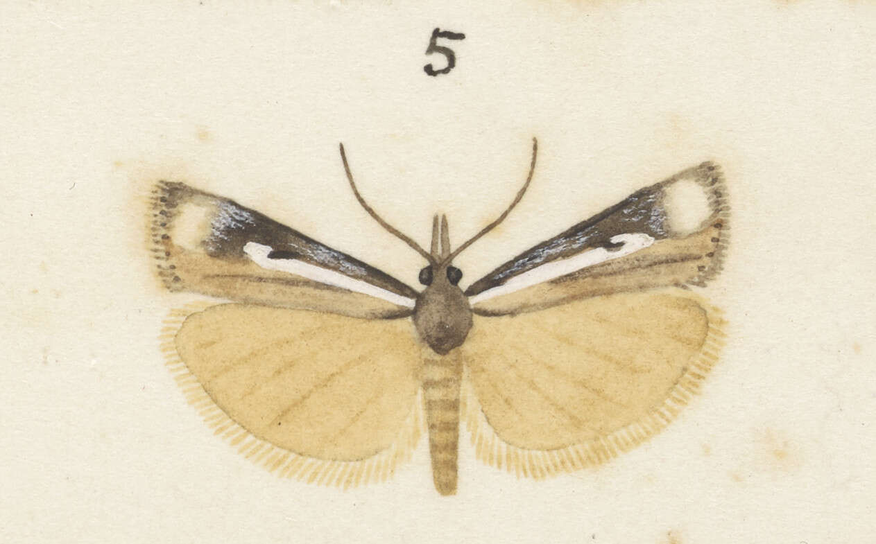 Image of Orocrambus vulgaris Butler 1877