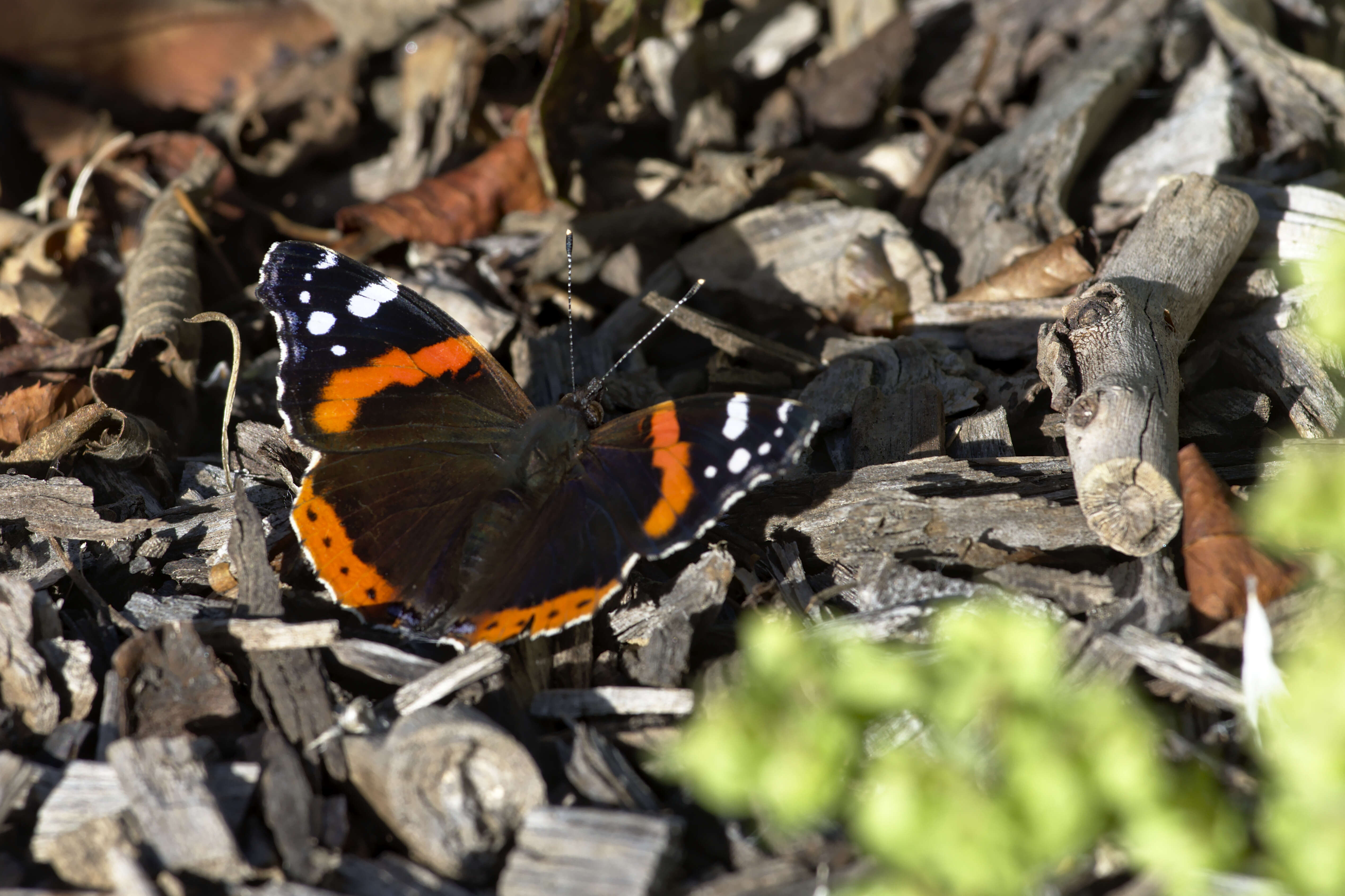 Image of Red Admiral