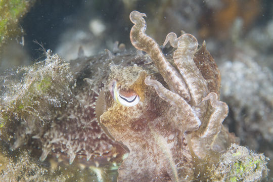 18.https www inaturalist org photos 345484.580x360