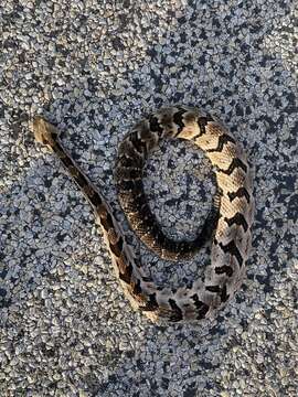 Image of Timber Rattlesnake