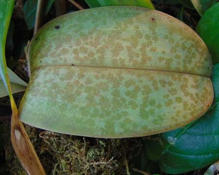 Image of Phalaenopsis veitchiana Rchb. fil.