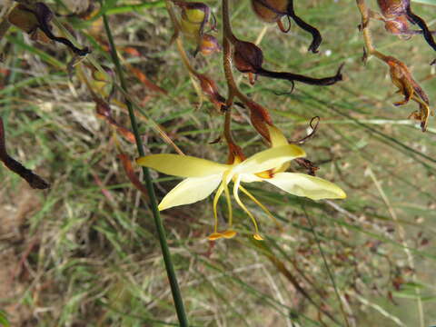 Image of Wachendorfia paniculata Burm.