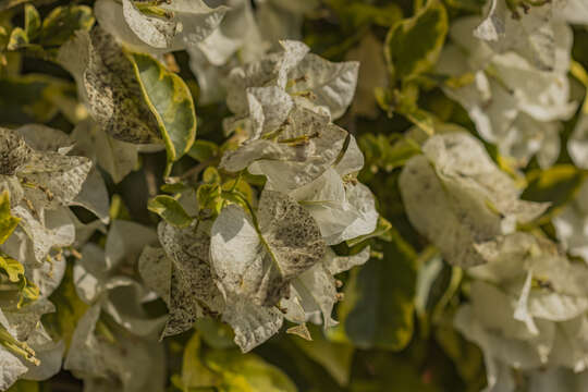 Слика од Bougainvillea