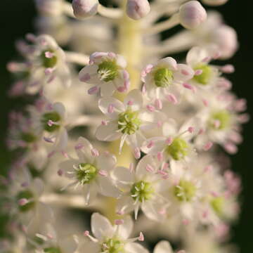 Image of Phytolacca acinosa Roxb.