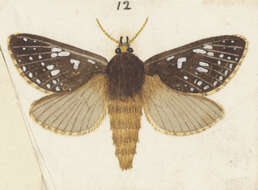 Image of winter ghost moth