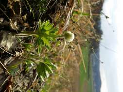 Image of Snowdrop Anemone