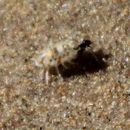 Image of Scyphax ornatus Dana 1853