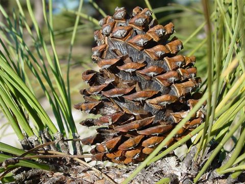 Image of <i>Pinus arizonica stormiae</i>