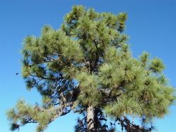 Image of <i>Pinus arizonica stormiae</i>