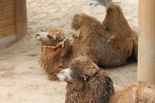 Image of Bactrian camel