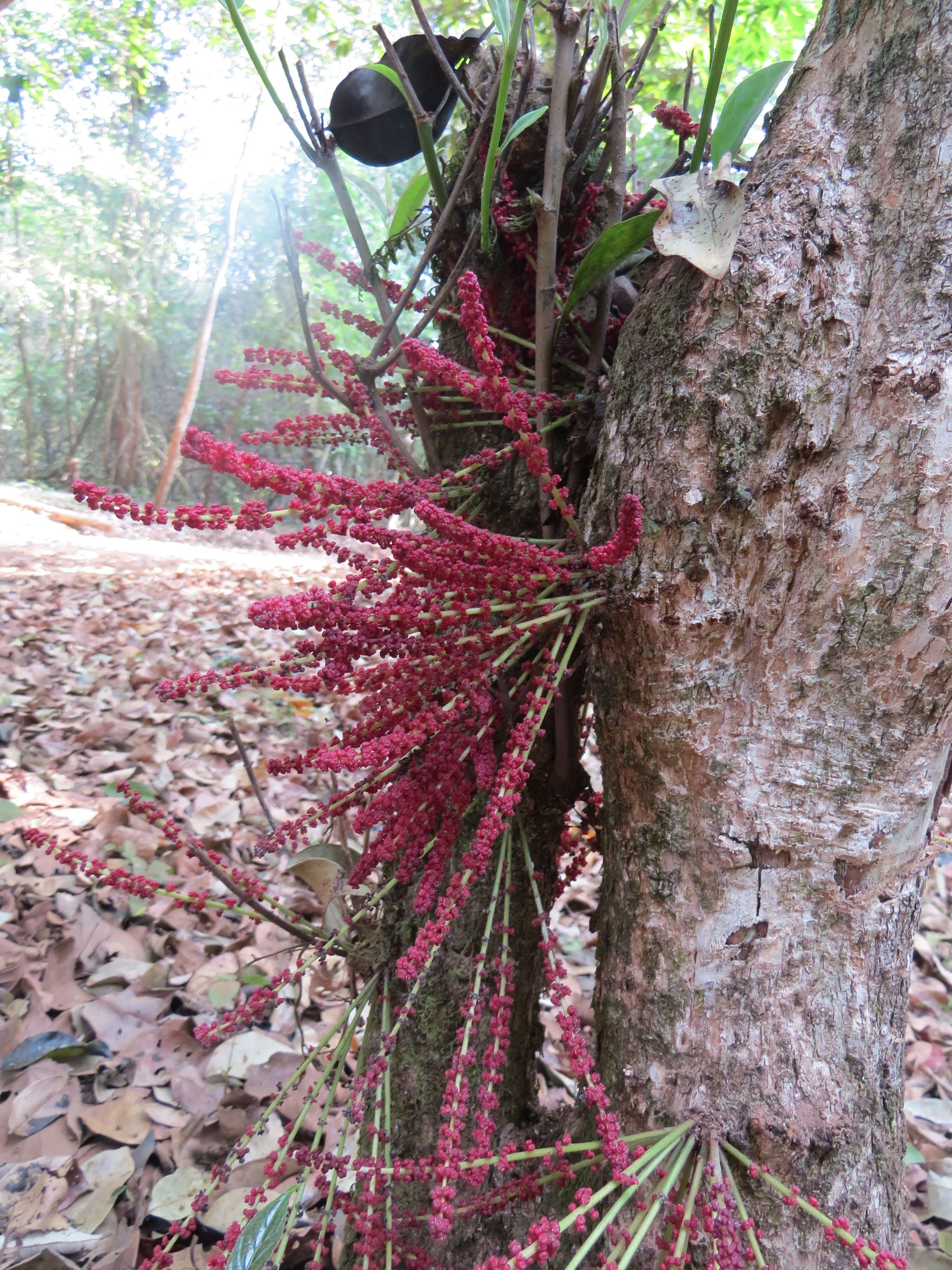 Image de Baccaurea courtallensis (Wight) Müll. Arg.