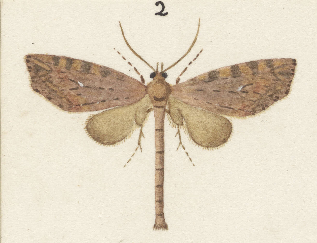 Image of Tatosoma transitaria Walker 1862