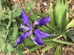 Image de Iris tectorum Maxim.