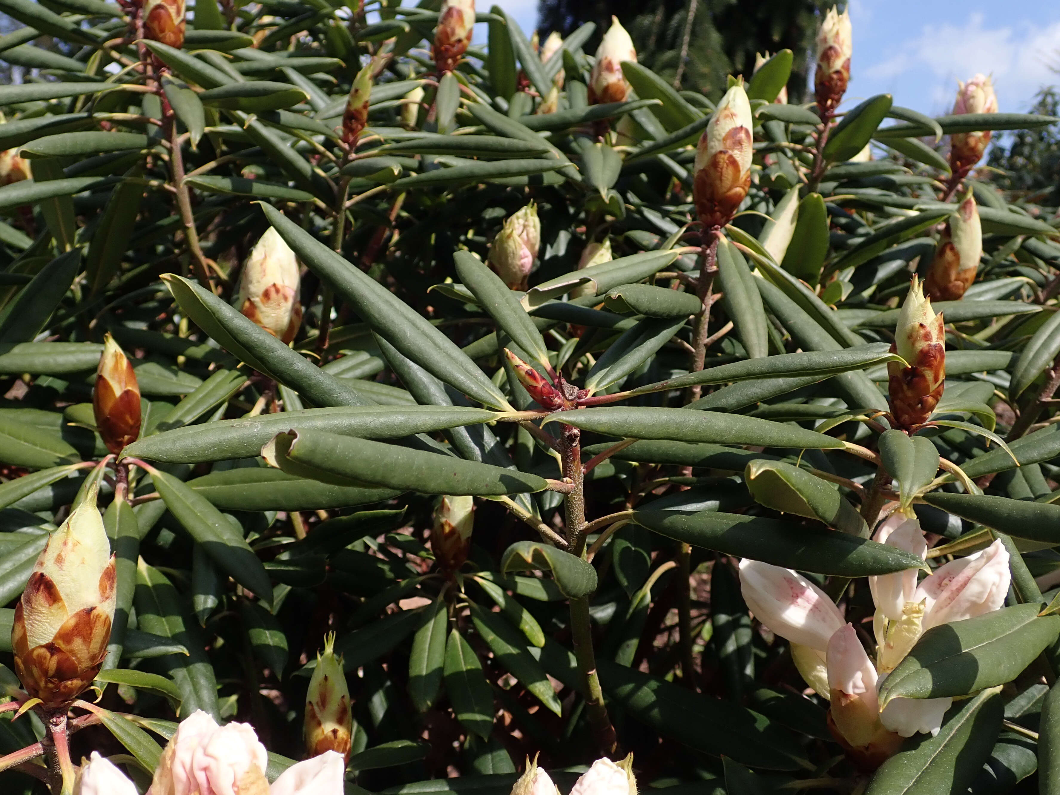 صورة Rhododendron hyperythrum Hayata