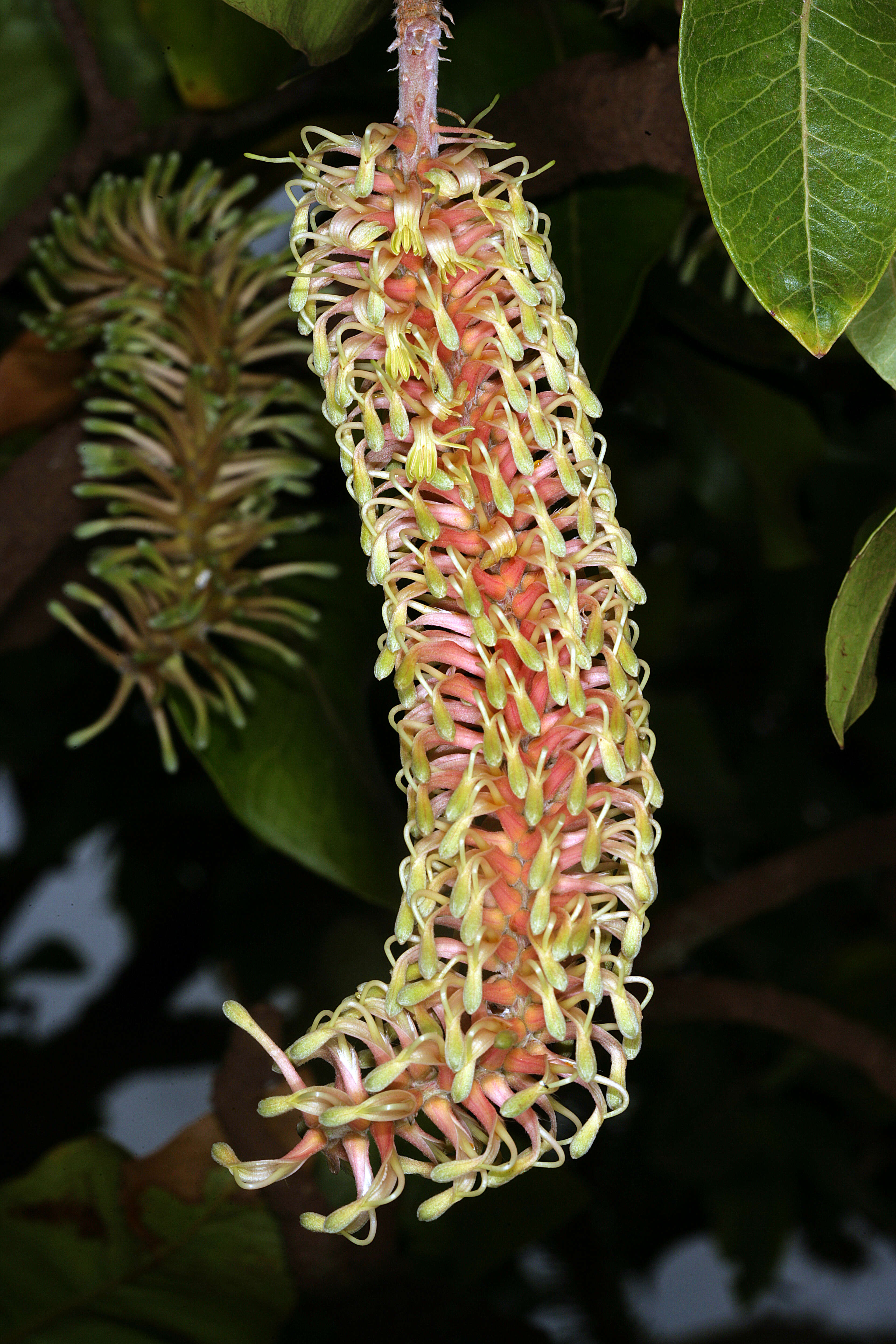 Image of Broad-leave beech