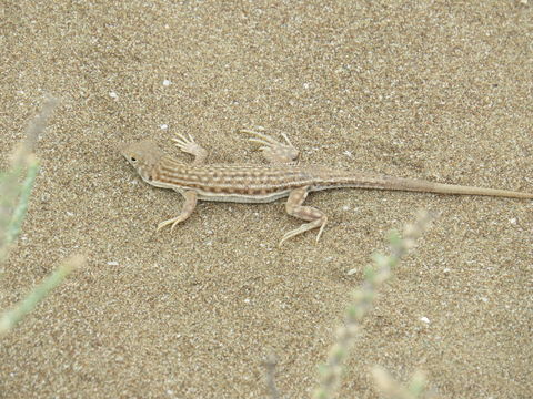 Image of Blanford's Fringe-fingered Lizard