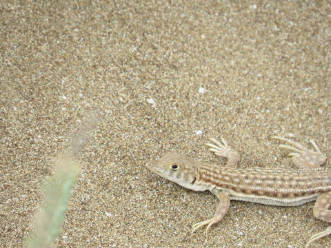Image of Blanford's Fringe-fingered Lizard