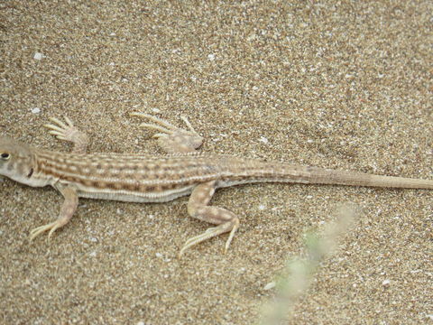 Image of Blanford's Fringe-fingered Lizard