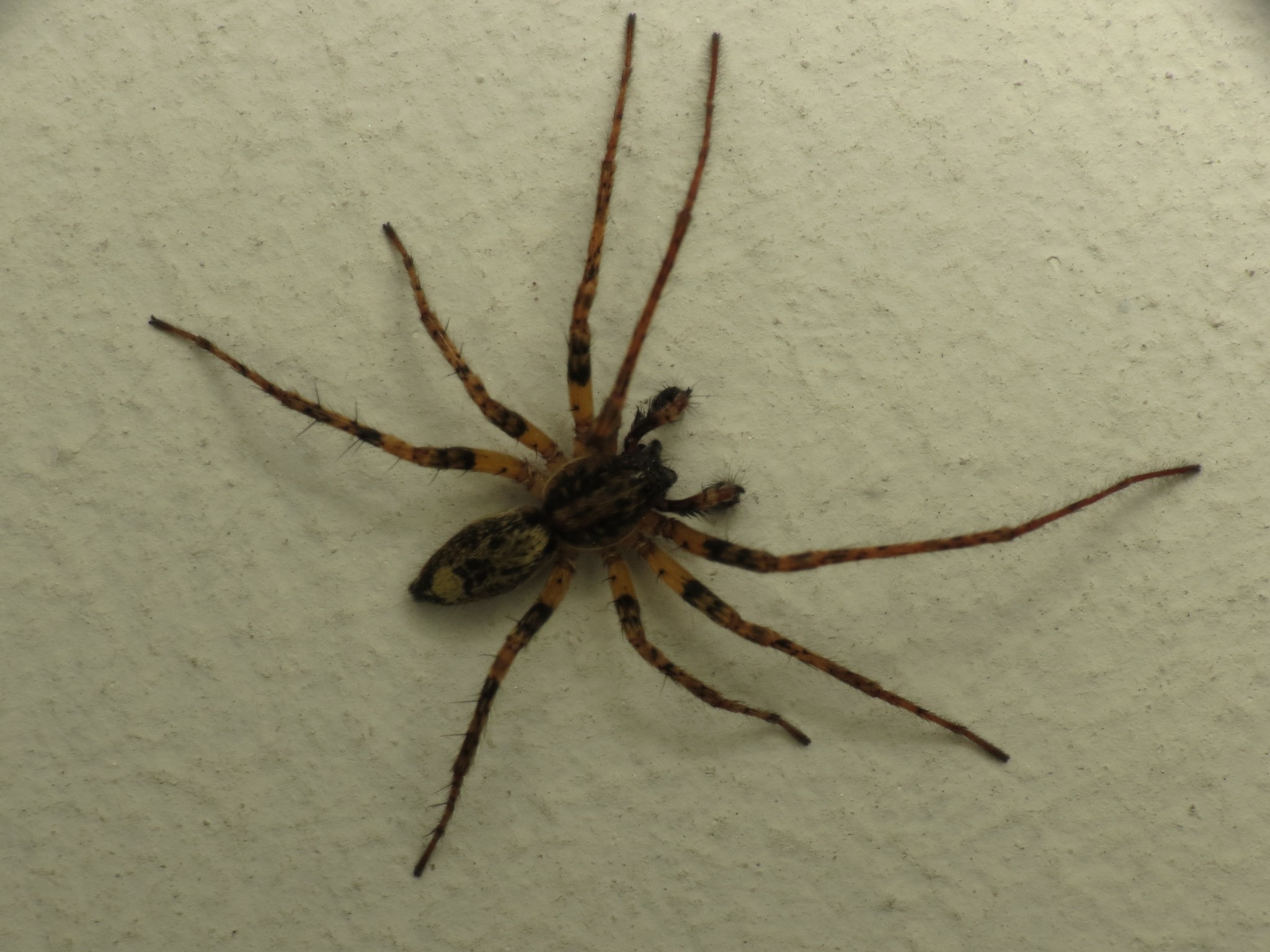 Ghost Spiders - Encyclopedia of Life Ghost Spiders - Encyclopedia of Life