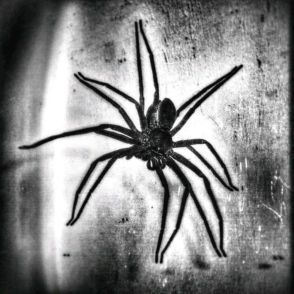Image of Huntsman spider