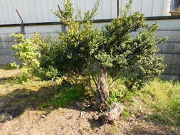 Image of Japanese holly