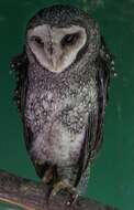 Image of Lesser Sooty Owl