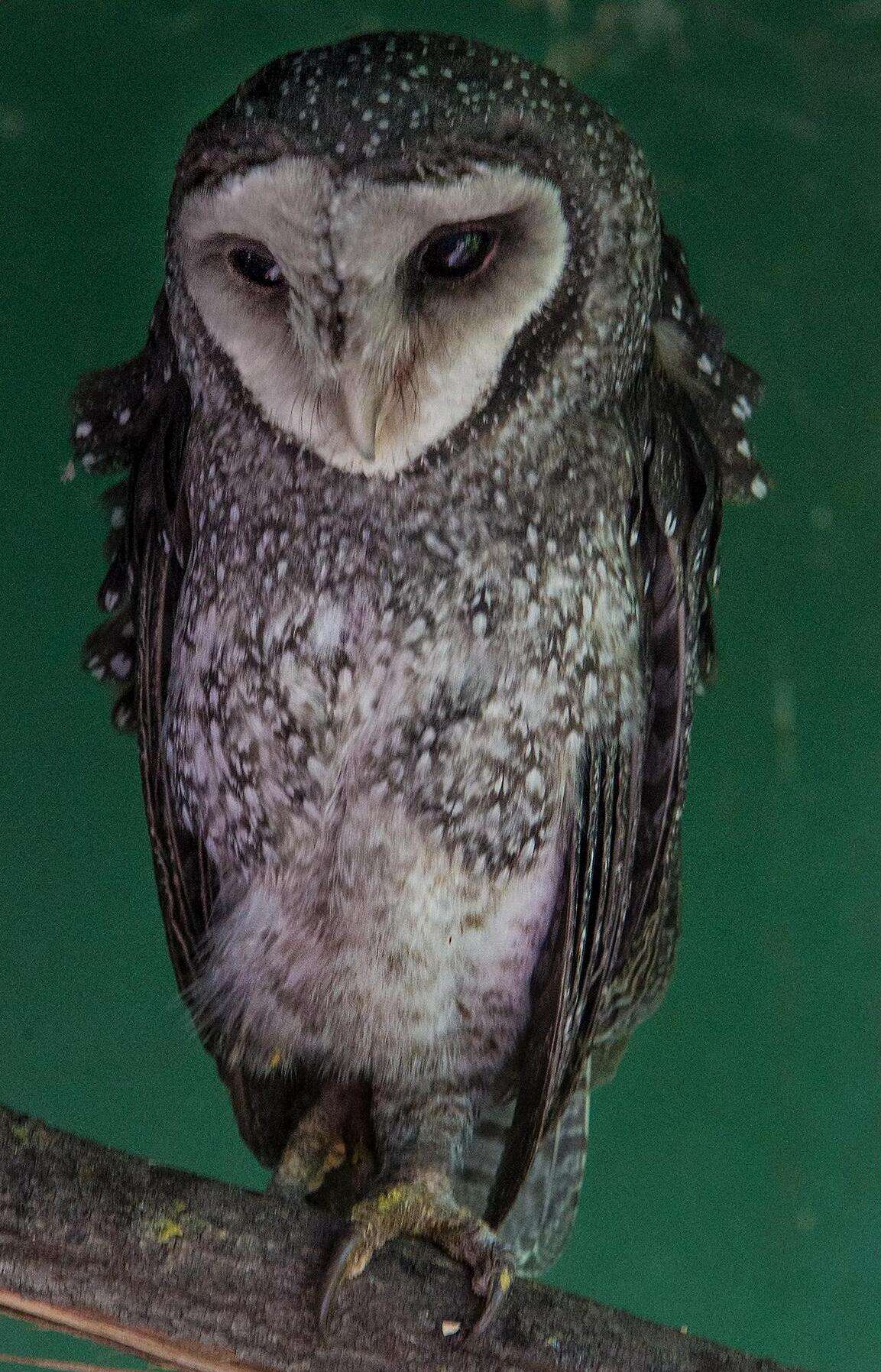 Image of Lesser Sooty Owl