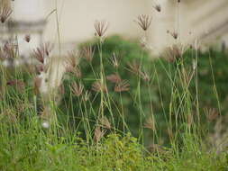 Image of swollen fingergrass