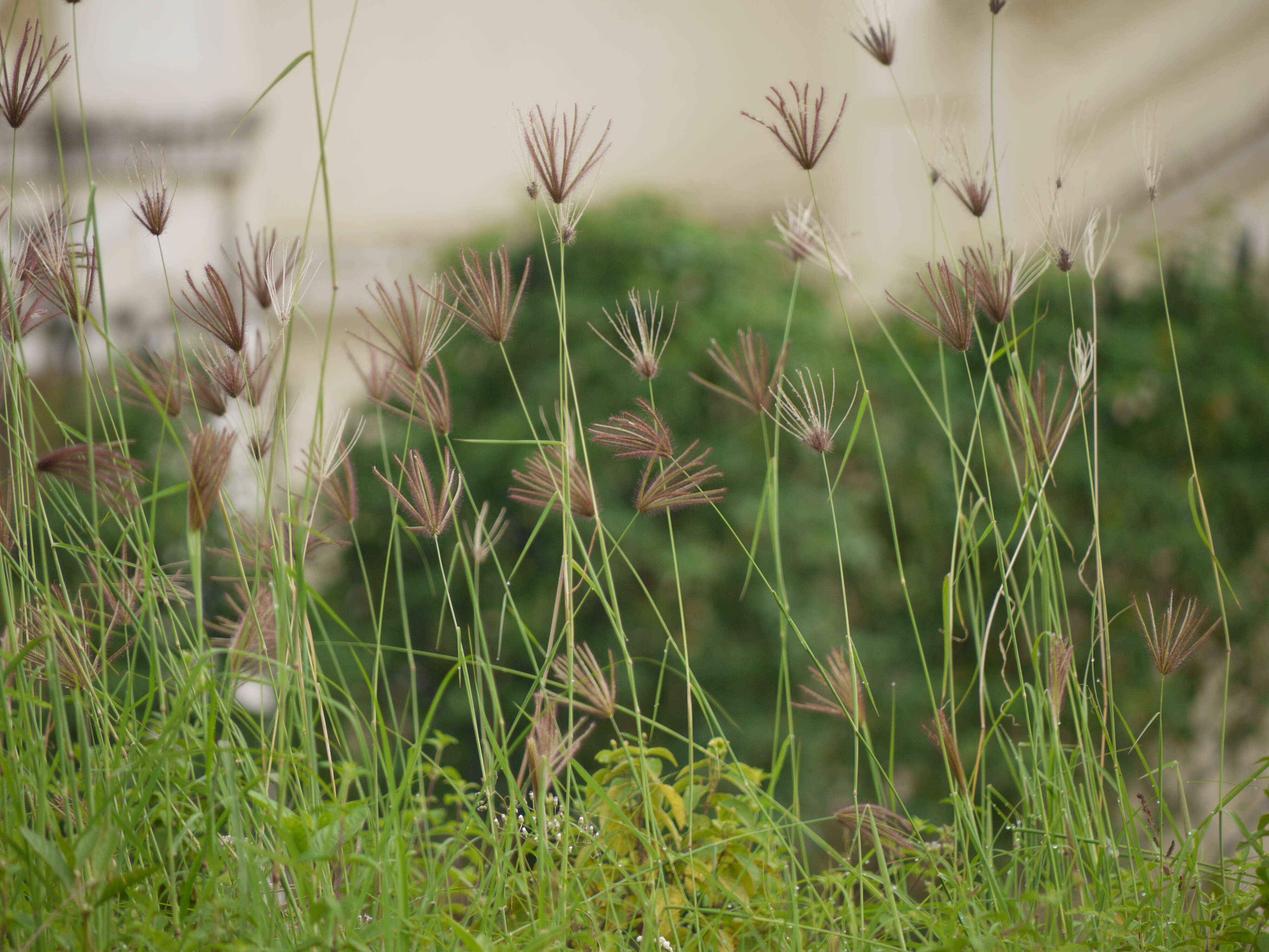 Image of swollen fingergrass