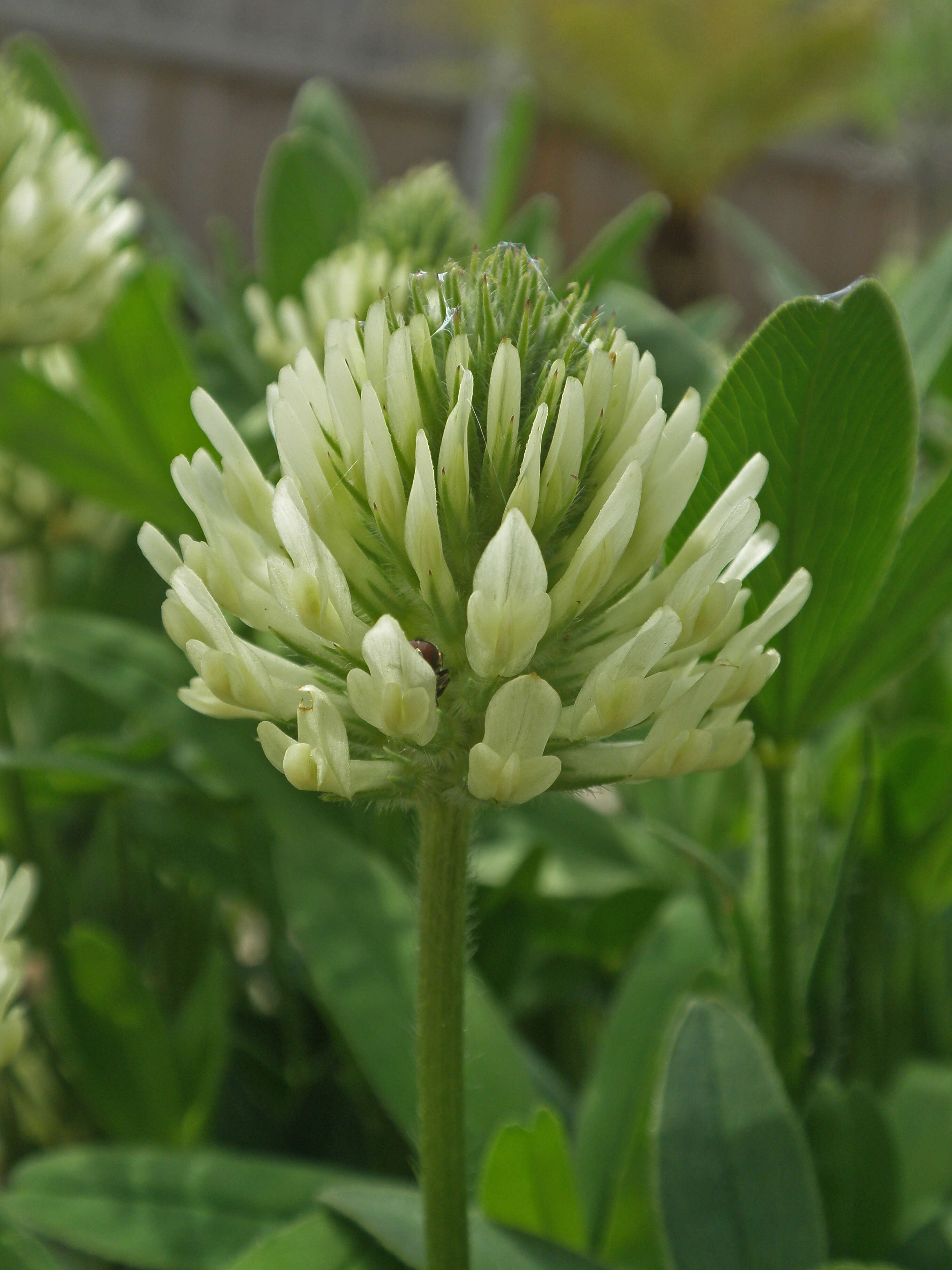 Image of clover