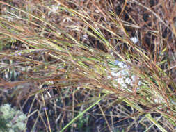 Image of thatching grass