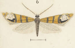 Слика од Glyphipterix triselena