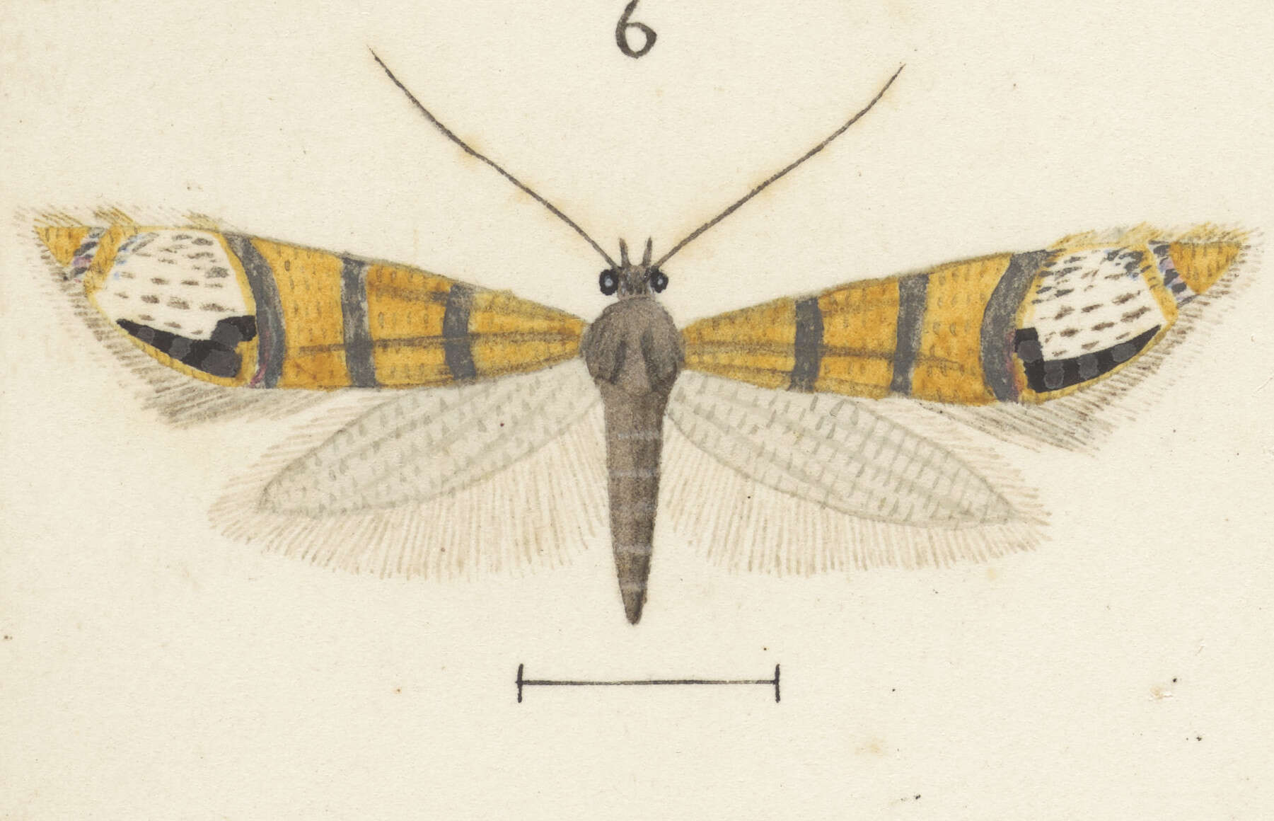 Image of Glyphipterix triselena